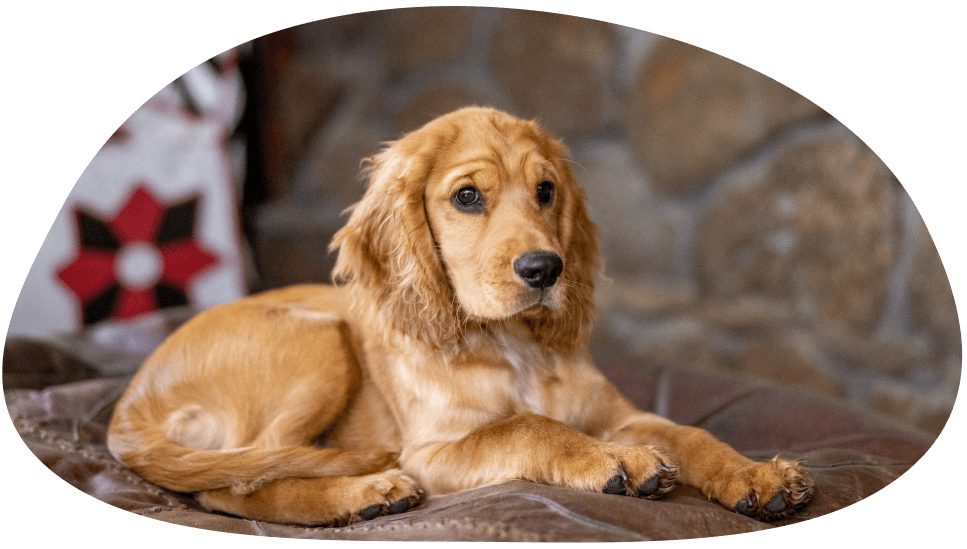 リラックスして座る犬の画像